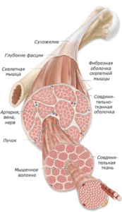 Строение мышцы человека (сухожилие и мышечная ткань)