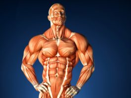 Анатомия мускулатуры человека (культуриста)
