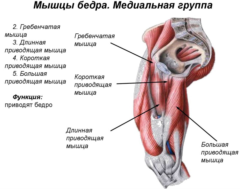 Анатомия мышц бедра (медиальная группа)