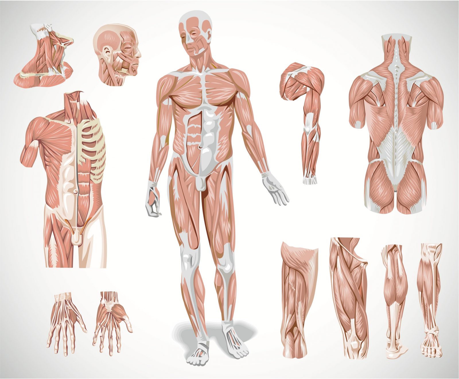 Скелетная мускулатура человека.