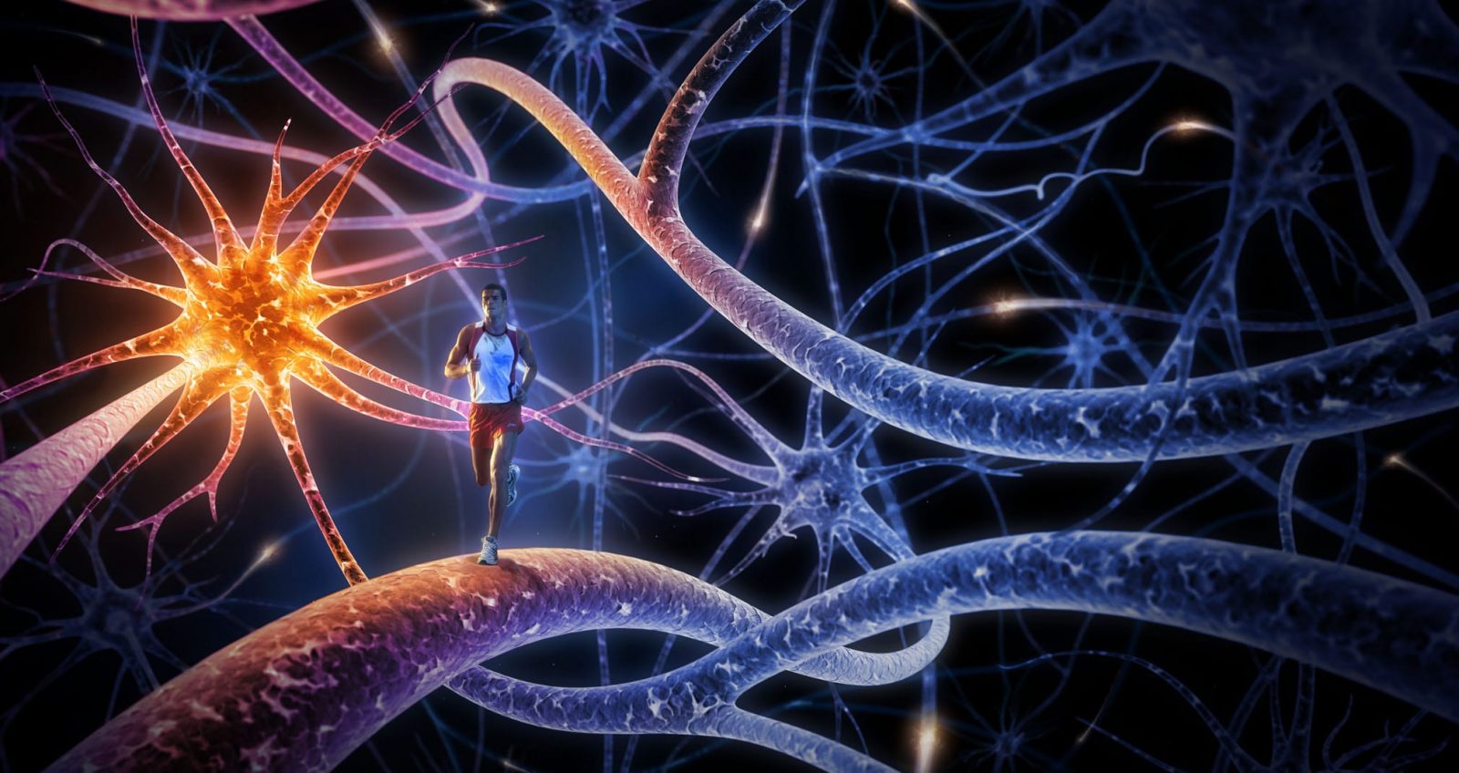 Роль спорта в развитии нервной системы человека