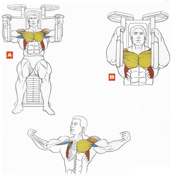 Техника выполнения упражнения для грудных мышц: сведения рук в тренажере бабочка