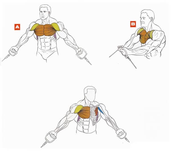 Техника выполнения упражнения для грудных мышц: сведения в кроссовере через нижние блоки