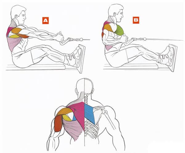 Техника выполнения упражнения для мышц спины: горизонтальная тяга в блочном тренажере