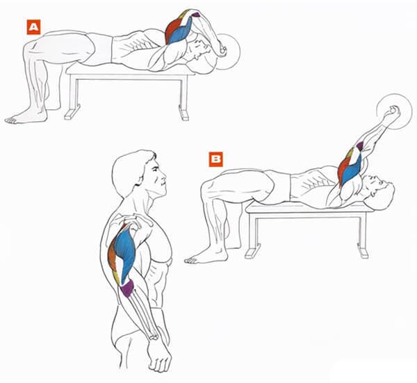 Техника выполнения упражнения на трицепс: французский жим штанги лежа