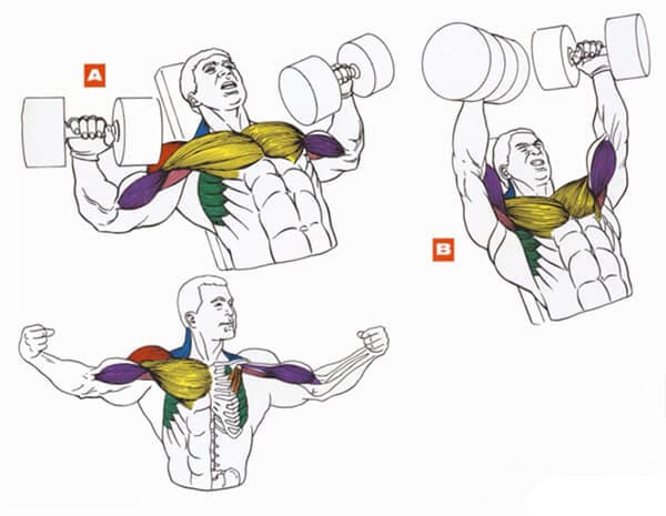 Техника выполнения упражнения для грудных мышц: жим гантелей на скамье с наклоном вверх