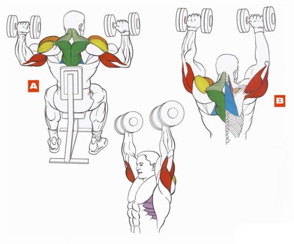Техника выполнения упражнения на плечи (дельты): жим гантелей сидя