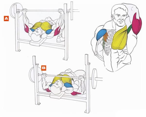 Техника выполнения упражнения для грудных мышц: жим штанги лежа