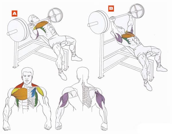 Техника выполнения упражнения для грудных мышц: жим штанги на наклонной скамье вверх