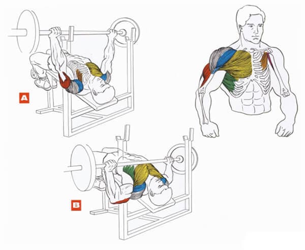 Техника выполнения упражнения для грудных мышц: жим штанги на скамье с наклоном вниз