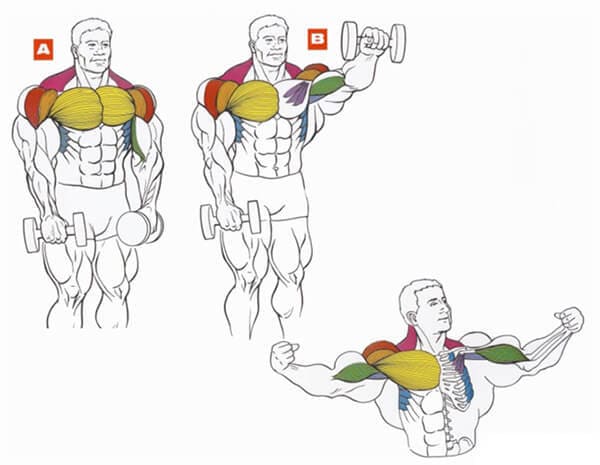Техника выполнения упражнения на плечи (дельты): подъем гантелей перед собой