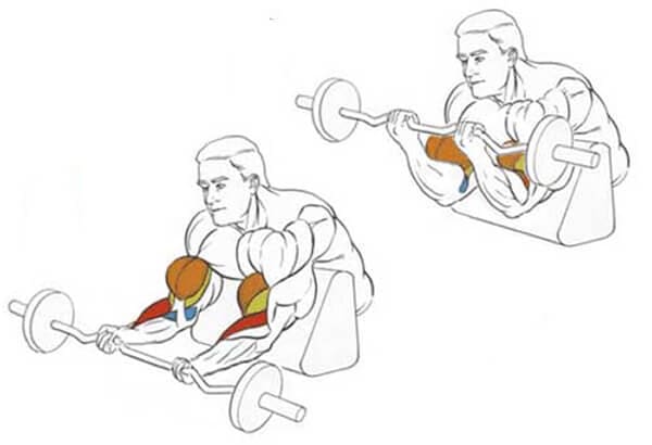 Техника выполнения упражнения: подъем EZ-штанги на бицепс в скамье скотта