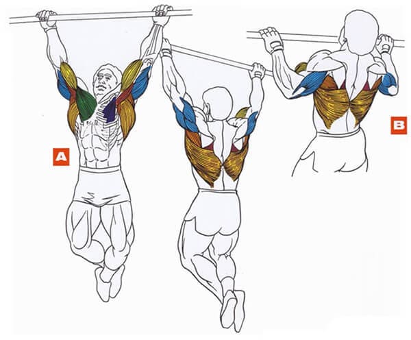 Техника выполнения упражнения для мышц спины: подтягивания на перекладине (турнике)