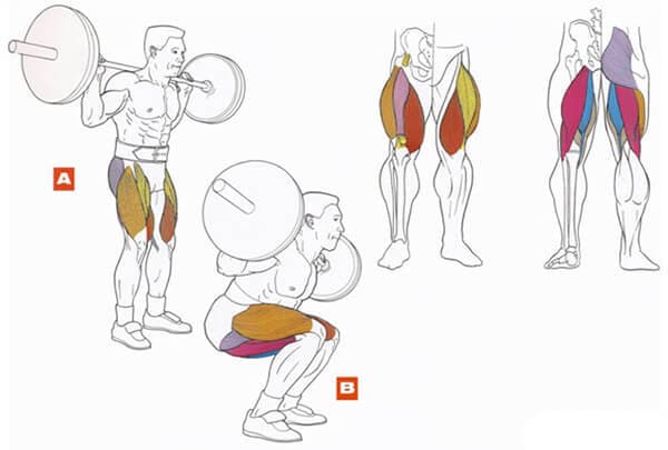 Техника выполнения упражнения для мышц ног: приседания со штангой на плечах 