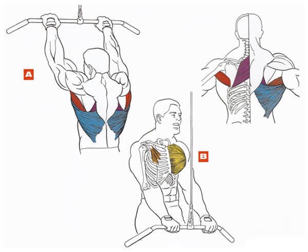 Техника выполнения упражнения для мышц спины: пуловер в блочном тренажере стоя