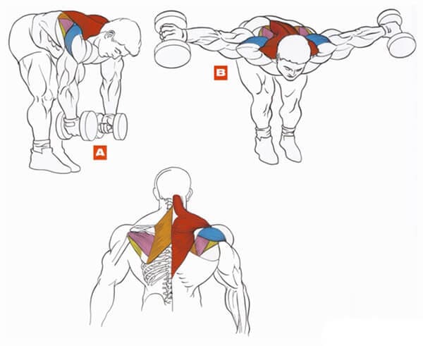 Техника выполнения упражнения на плечи (дельты): разведение гантелей в стороны стоя в наклоне