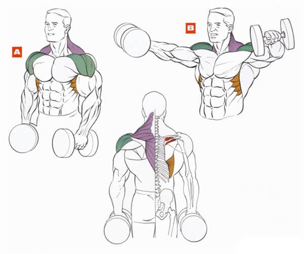 Техника выполнения упражнения на плечи (дельты): разведение рук с гантелями стоя