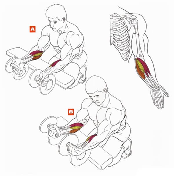 Техника выполнения упражнения: сгибания рук в запястьях с гантелью