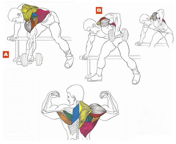 Техника выполнения упражнения для мышц спины: тяга гантели одной рукой в наклоне 