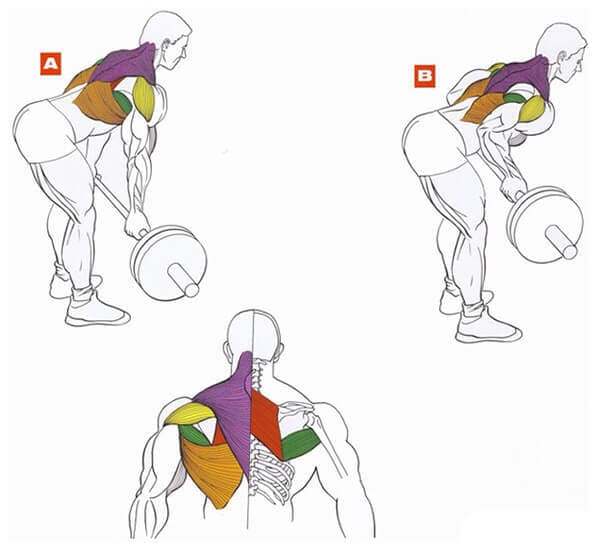 Техника выполнения упражнения для мышц спины: тяга штанги в наклоне обратным хватом