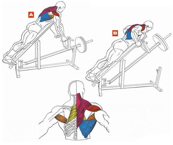 Техника выполнения упражнения для мышц спины: тяга Т-грифа в наклоне