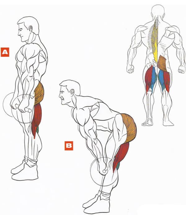 Техника выполнения упражнения для мышц ног: румынская становая тяга со штангой