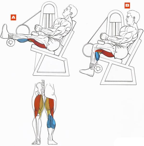 Техника выполнения упражнения: сгибание ног в тренажере сидя