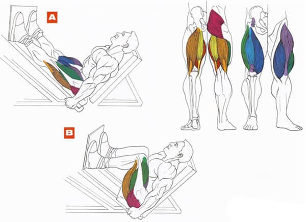 Техника выполнения упражнения для мышц ног: жим ногами в тренажёре