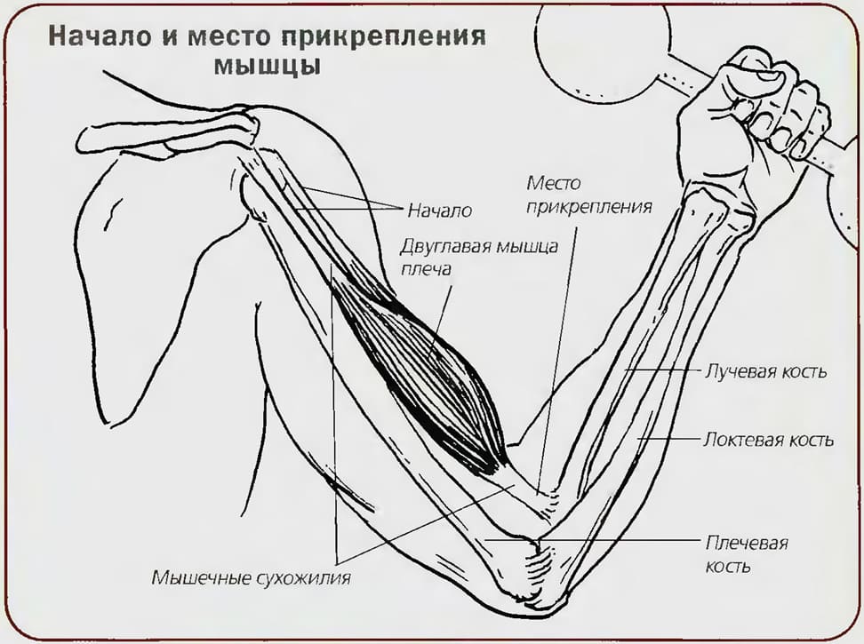 Анатомия мышц руки (точка прикрепления бицепса)