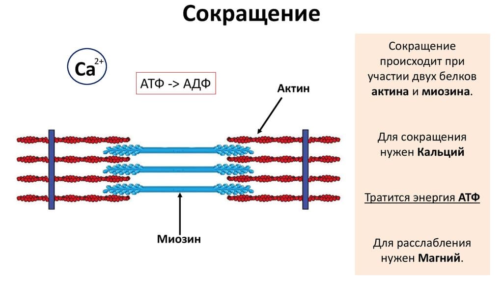 Сокращение мышц при участии актина и миозина