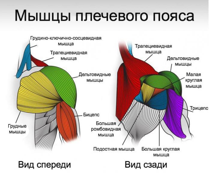 Плечевая мышца фото