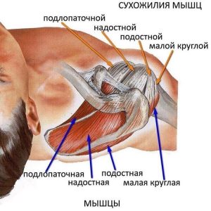 Сухожилия мышц плеча