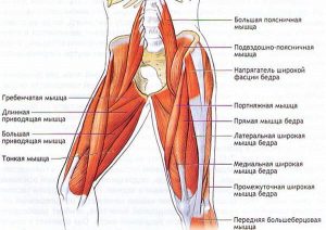 Анатомия мышц тазового дна