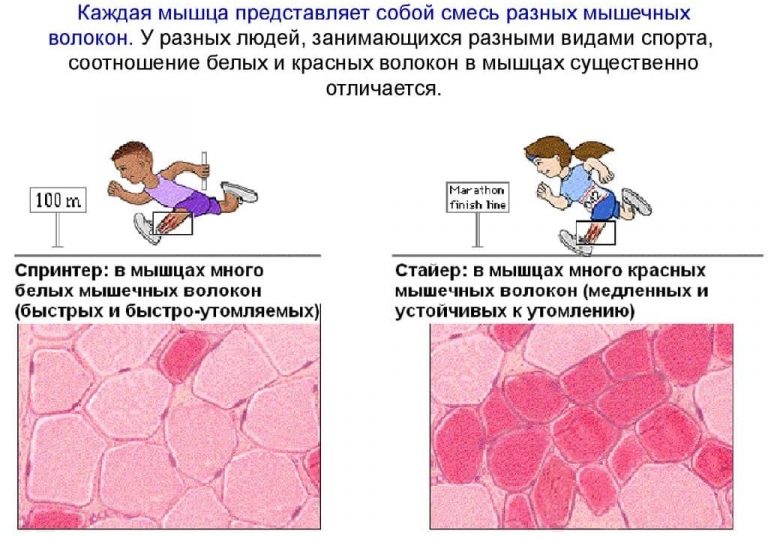 Строение локализации и общие свойства быстрых и медленных мышечных волокон презентация