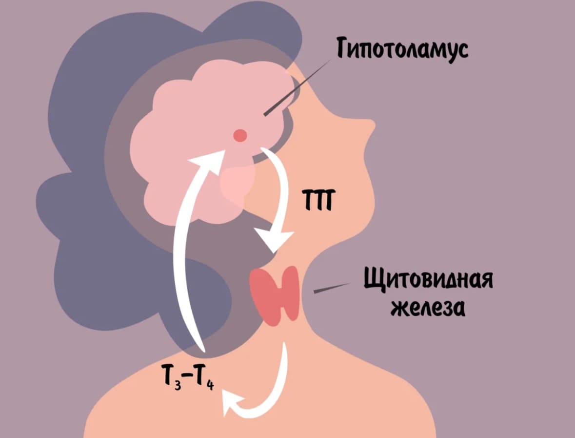 Влияние Т3 и Т4 на организм челоыека