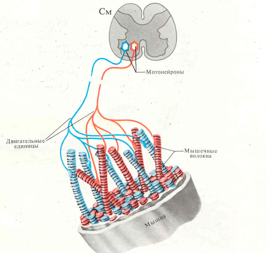 Функции двигательных импульсов. Двигательные Нейроны спинного мозга мотонейроны физиология. Двигательная единица мотонейрон. Строение двигательной единицы мышцы. Схема двигательной единицы.