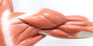 Типы (виды) мышечных волокон