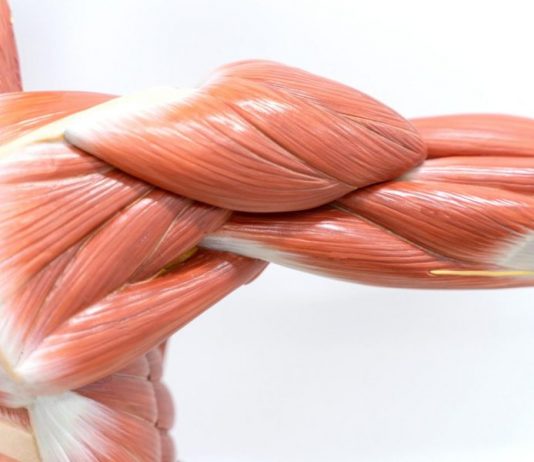 Типы (виды) мышечных волокон