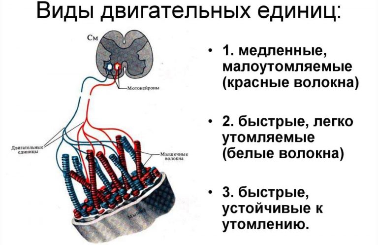 Схема мышечного волокна