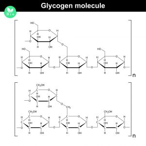 Молекулярная формула гликогена